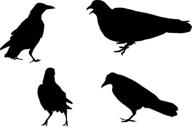 Dove and three ravens, silhouette clipart