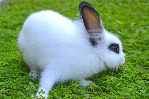 stock image White Rabbit on grass