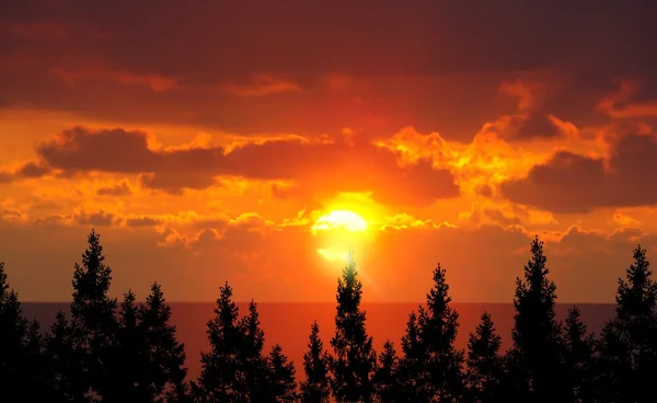 Waldbäume und Sonnenaufgang — Stockfoto