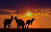 Kangaroos under sunset