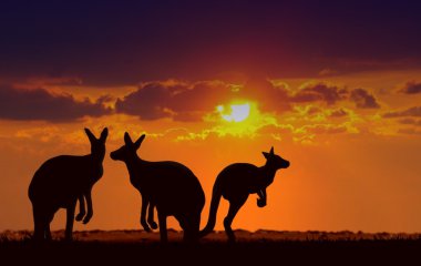 Kangaroos under sunset clipart