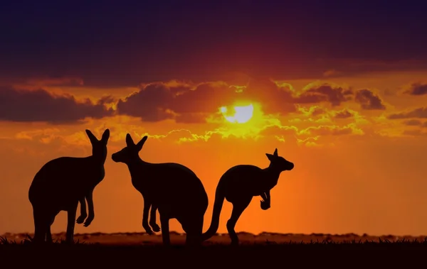 Kangaroos under sunset — Stock Photo, Image