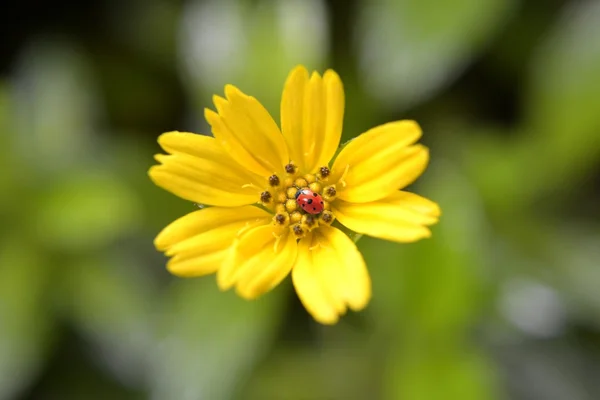 stock image Ladybug on yellow flower's petals