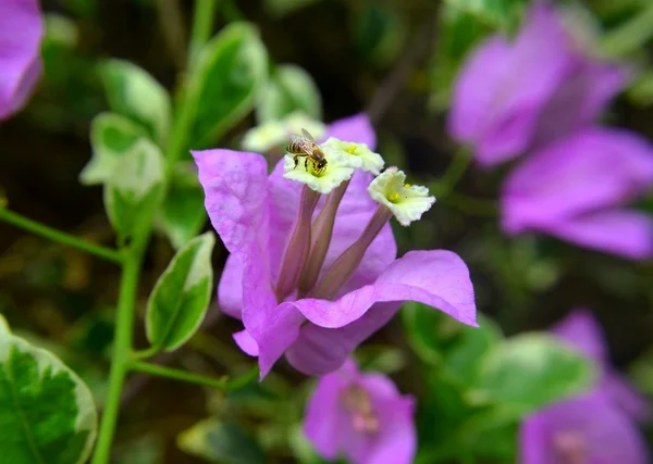 Abeja en una flor púrpura —  Fotos de Stock