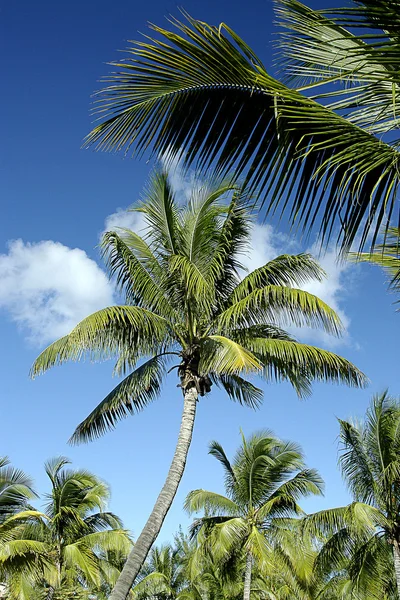 Green palm trees against blue sky — Stock Photo, Image