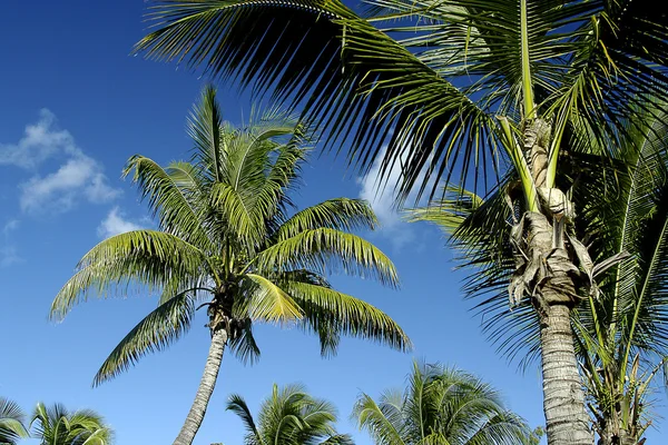 Palm trees against and blue sky — Stock Photo, Image