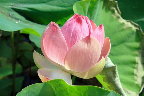 stock image Pink lotus flower (Nelumbo nucifera)