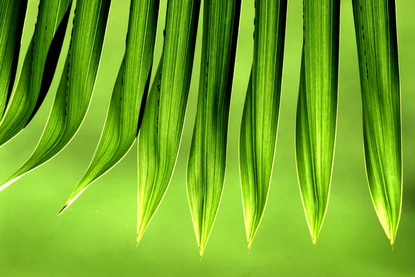 Stock image Tips of palm leaves