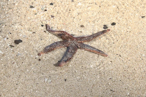 stock image Starfish in shallow water