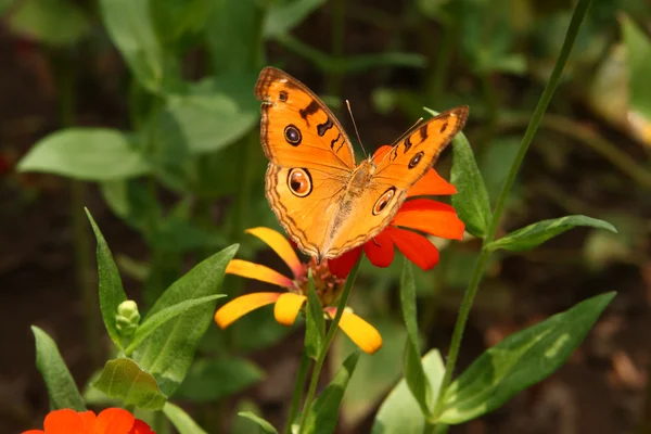 stock image Brown yellow butterfly on flower