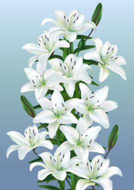 White lilies clipart