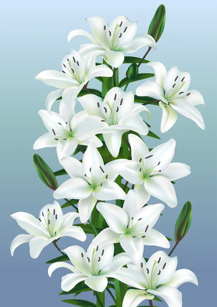 Белые лилии — стоковый вектор