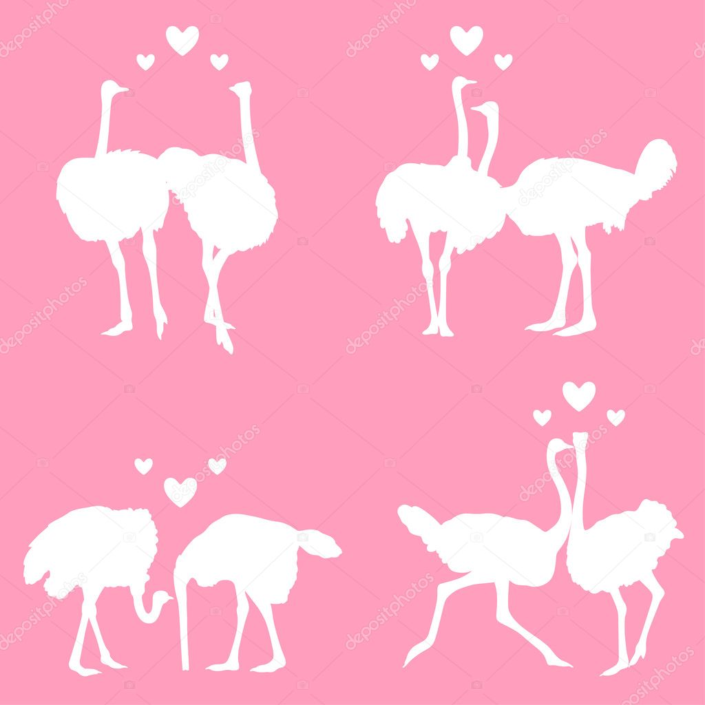In love ostriches