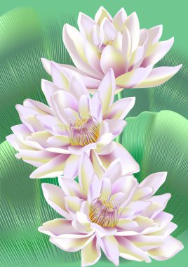 Three lilies clipart