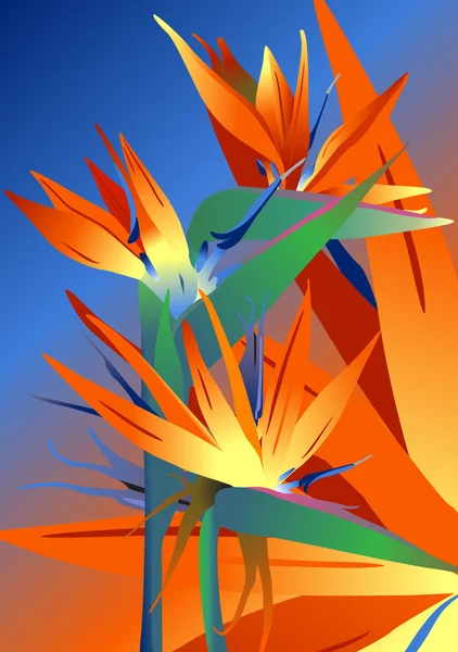 Tre blommor av Papegojblomssläktet — Stock vektor