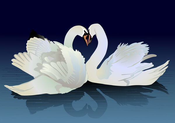 Two swans
