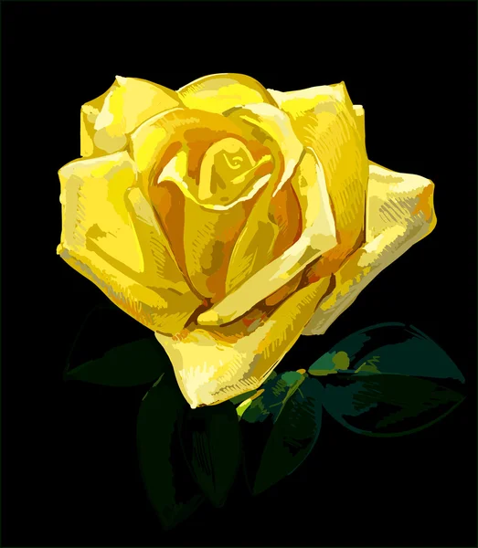 玫瑰手绘图 — 图库矢量图片