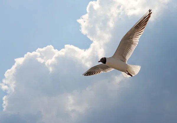 stock image Seagull