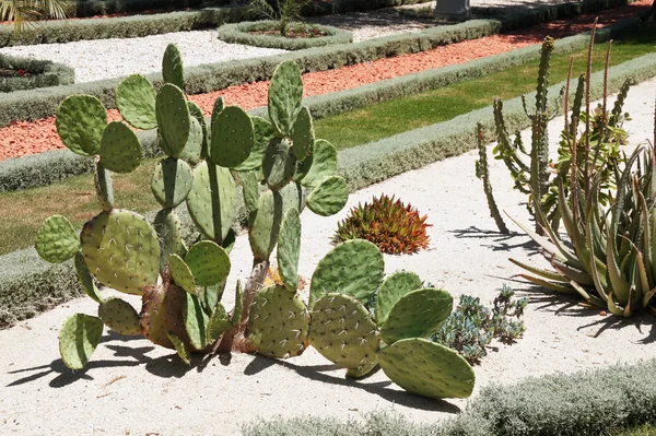 stock image Cactuses in landscape design