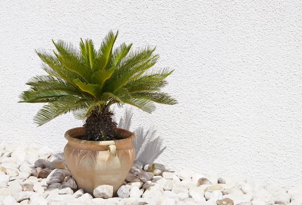 stock image Palm tree in flower vase