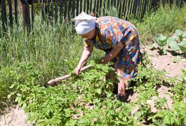 Elderly woman hilling potatoes clipart