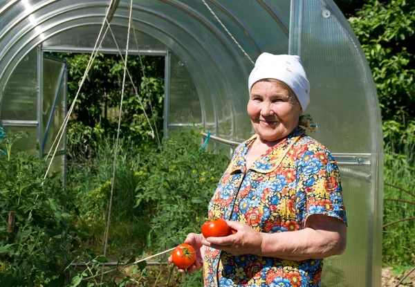 Зрелая женщина с спелыми помидорами — стоковое фото