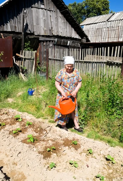 Alte Frau gießt die Beete im Garten — Stockfoto