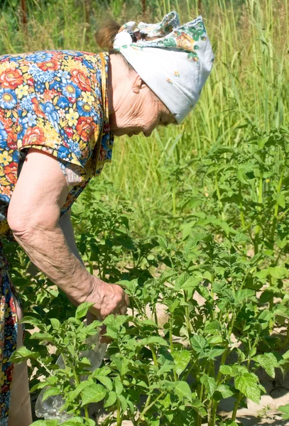 Donna matura raccoglie le larve di scarabeo della patata del Colorado — Foto Stock