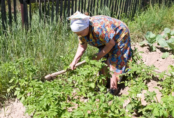 Ältere Frau beim Kartoffelanbauen — Stockfoto