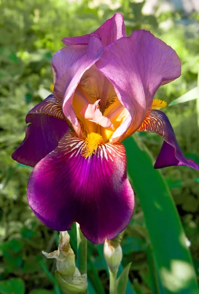 Menekşe iris