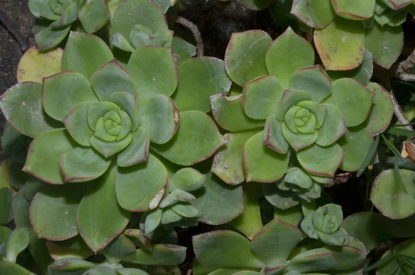 脂肪質の植物 — ストック写真