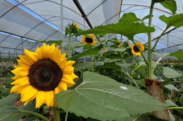 stock image Sunflowers