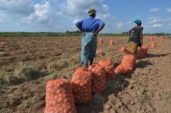 Agricultores africanos — Fotografia de Stock