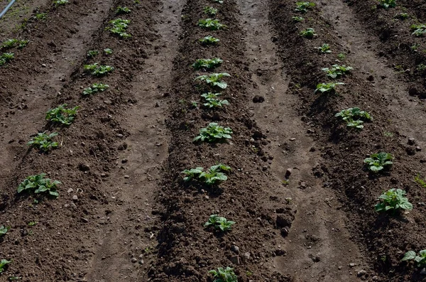 stock image Lettuce