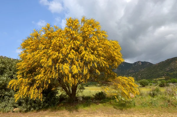 Дерево Мимозы — стоковое фото