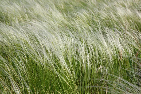 Feather-grass in a steppe — Stock Photo, Image