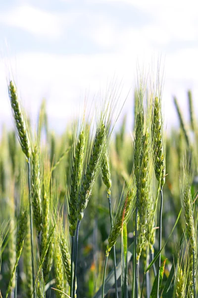 A wheat — Stock Photo, Image