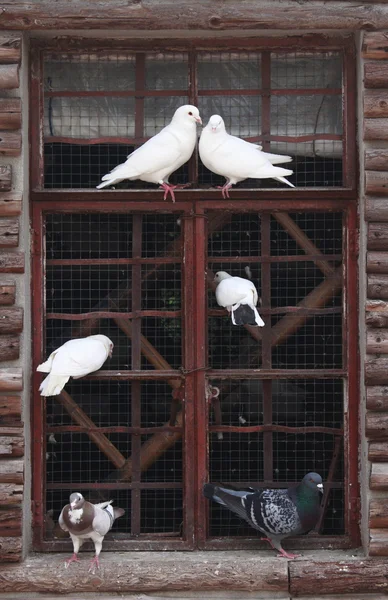 Pigeon on window — Stock Photo, Image