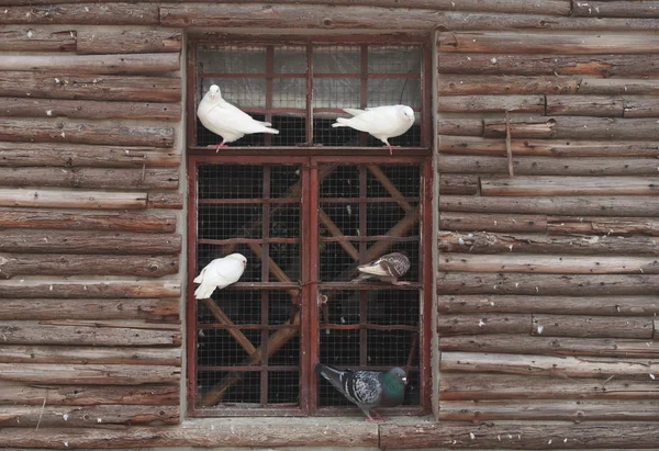 Palomas en la ventana — Foto de Stock