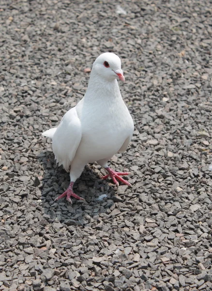Pigeon on the ground — Stock Photo, Image