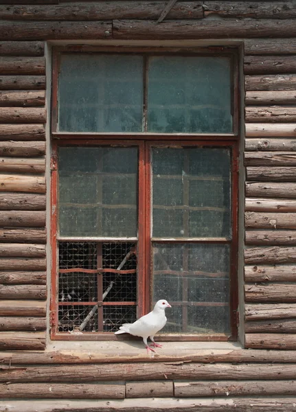 Paloma en la ventana — Foto de Stock