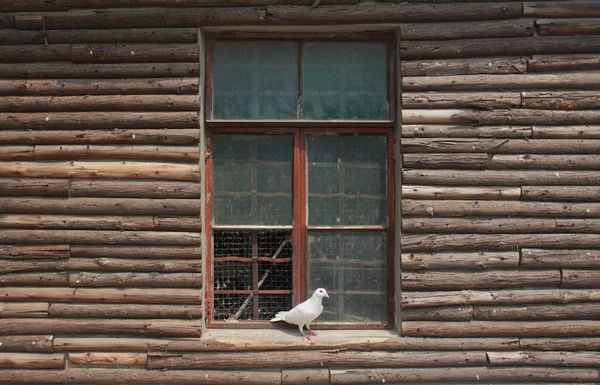 Paloma en la ventana — Foto de Stock