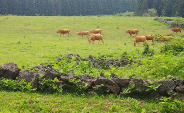 Toro en la granja — Foto de Stock