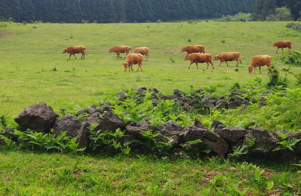 Bovinos na exploração agrícola — Fotografia de Stock