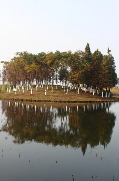 Træ reflekterer i søen - Stock-foto