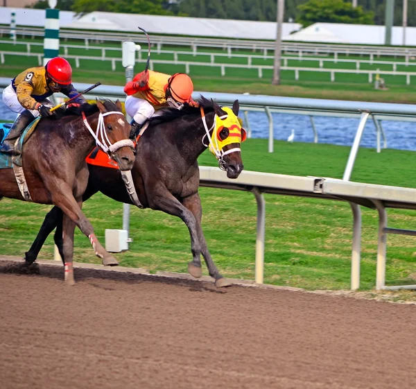 Yarış atları yarış — Stok fotoğraf