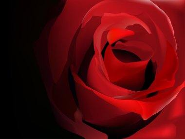 Red rose on black clipart