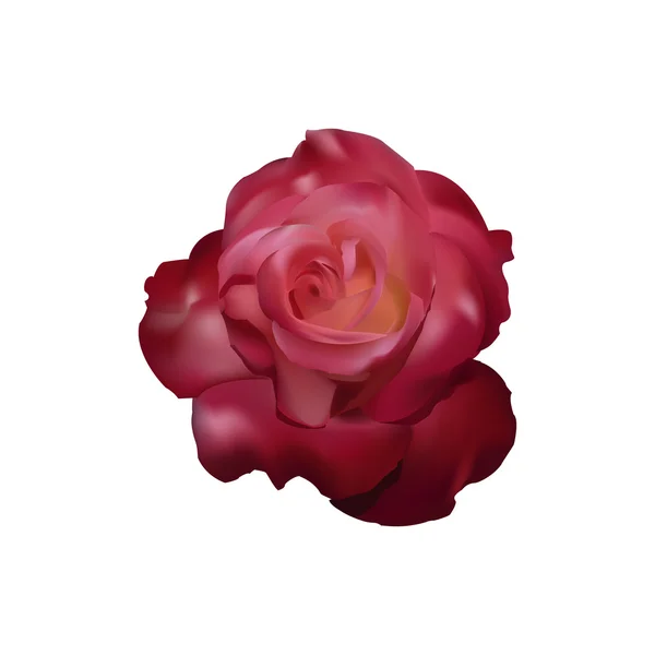 stock vector Red rose vector