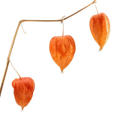 Physalis.