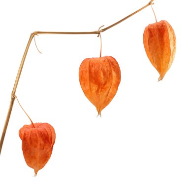 Physalis. clipart